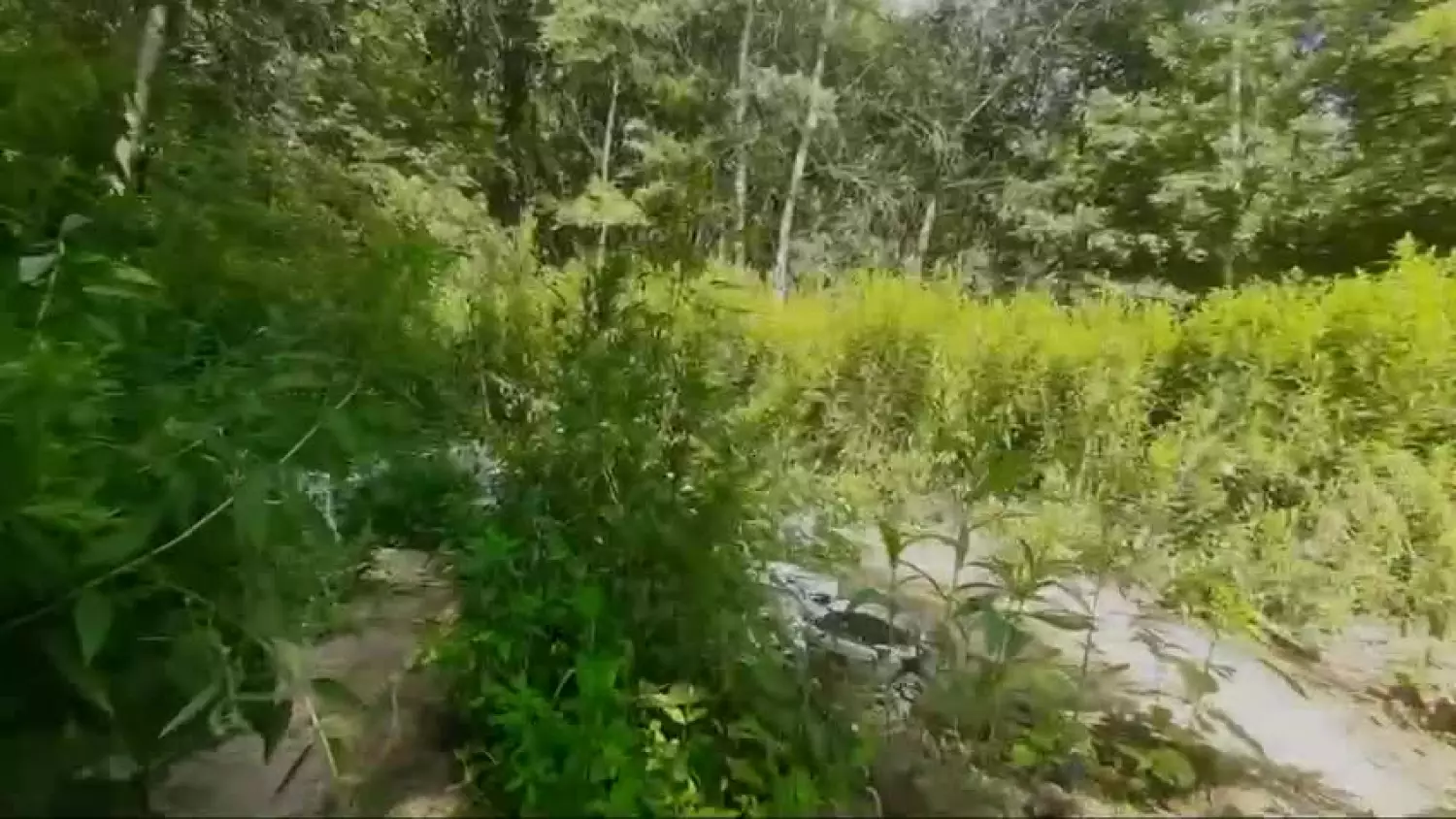 Policyjny nalot na plantację marihuany w lesie w Karczewie